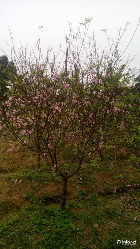 Làng trồng đào phai hàng trăm hecta lớn nhất xứ Thanh - ảnh 3