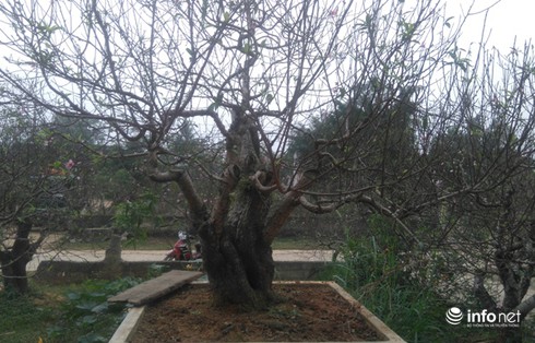 Làng trồng đào phai hàng trăm hecta lớn nhất xứ Thanh - ảnh 4