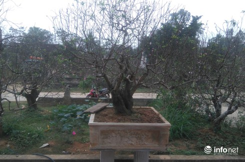 Làng trồng đào phai hàng trăm hecta lớn nhất xứ Thanh - ảnh 5