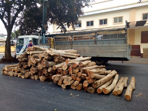 Đắk Lắk: Bắt xe tải chở gỗ Bằng lăng về TP.Hồ Chí Minh - ảnh 1