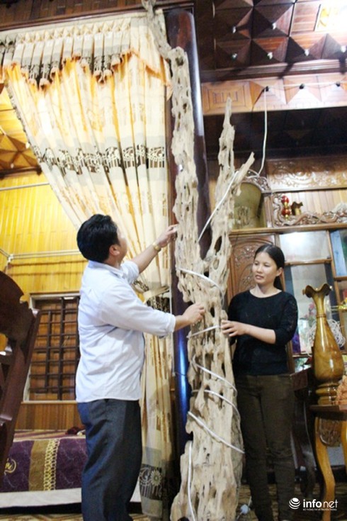 Chiêm ngưỡng dó trầm giá trăm triệu ở miền núi Hà Tĩnh - ảnh 11