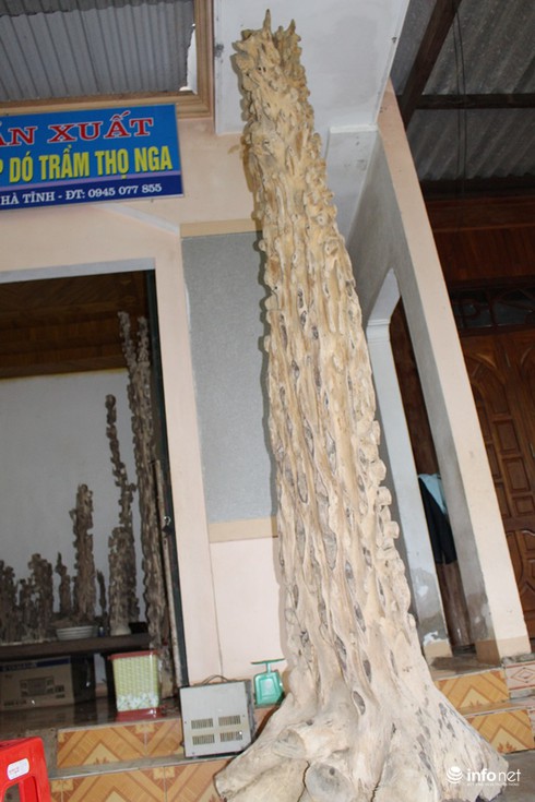 Chiêm ngưỡng dó trầm giá trăm triệu ở miền núi Hà Tĩnh - ảnh 8