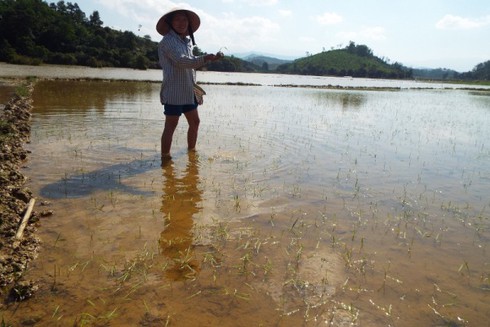 Hà Tĩnh: Vỡ đê đại dự án, nhiều héc-ta hoa màu bị chôn vùi dưới bùn - ảnh 2