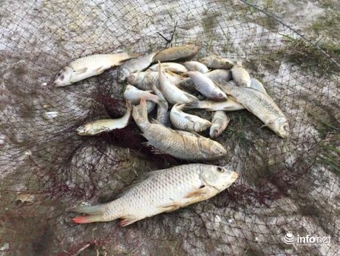 Hà Tĩnh: Thực hư chuyện cá gáy chết trên sông Quyền - ảnh 2