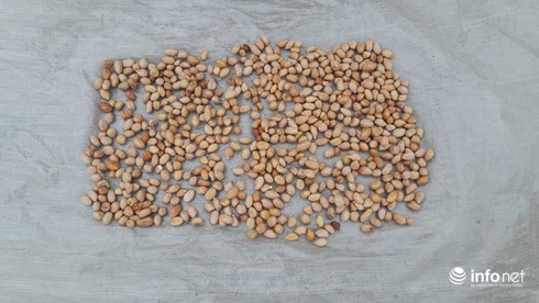 Hà Tĩnh: Dân điêu đứng vì lạc giống không nảy mầm - ảnh 1