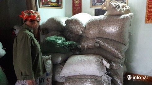 Hà Tĩnh: Dân điêu đứng vì lạc giống không nảy mầm - ảnh 3