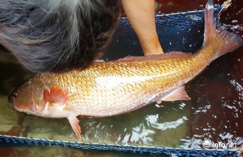 Cá nghi sú vàng giá nửa tỷ lăn ra chết, chủ nhân ngậm ngùi bán... 15 triệu đồng - ảnh 1