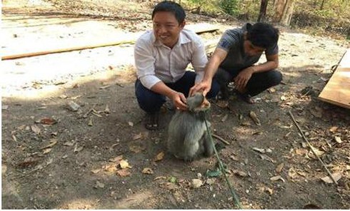 Kon Tum: Bàn giao vọoc chà vá chân đen quý hiếm cho vườn quốc gia - ảnh 1