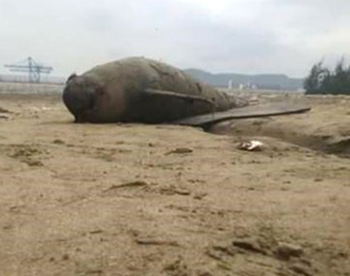 Thanh Hóa: Phát hiện 2 xác cá heo trôi dạt vào bờ biển - ảnh 1