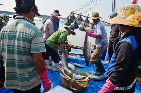 Quảng Trị: Ngư dân trúng đậm mẻ cá bè quỵt trên 100 tấn, giá 5 tỉ đồng - ảnh 1