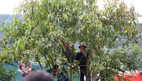 Muôn kiểu leo cột, trèo mái nhà, đu cây… để xem lễ hội Đền Cuông - ảnh 5