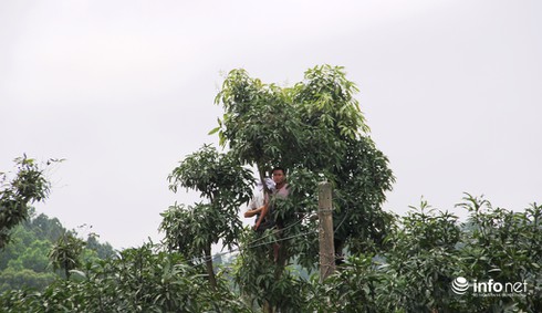 Muôn kiểu leo cột, trèo mái nhà, đu cây… để xem lễ hội Đền Cuông - ảnh 7