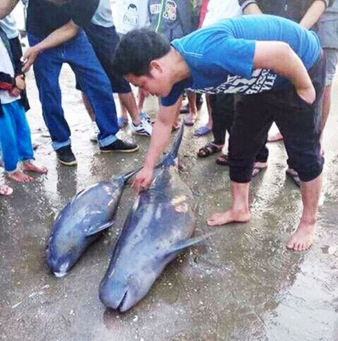 Hà Tĩnh: Cá heo mắc lưới ngư dân sau lễ cầu ngư - ảnh 1