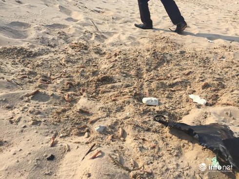 Hà Tĩnh: Một công ty đổ trộm tôm chết la liệt trên bờ biển - ảnh 3