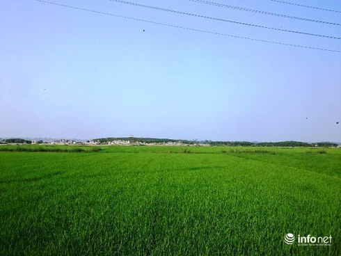 Vẻ đẹp hút hồn của khu rừng ngập mặn nguyên sinh trên phá Tam Giang - ảnh 1