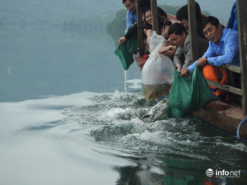 Hà Tĩnh: Thả hơn 800kg cá xuống hồ Kẻ Gỗ - ảnh 2