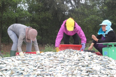 Sự cố môi trường biển miền Trung, 1 năm nhìn lại - ảnh 2