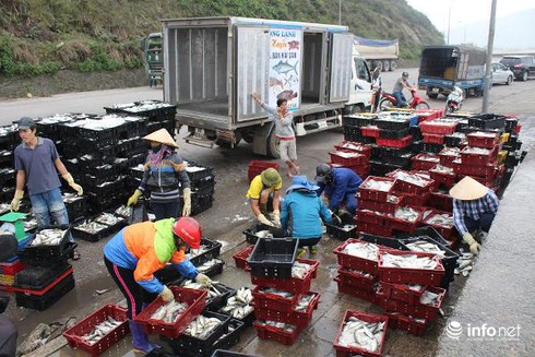 Sự cố môi trường biển miền Trung, 1 năm nhìn lại - ảnh 3