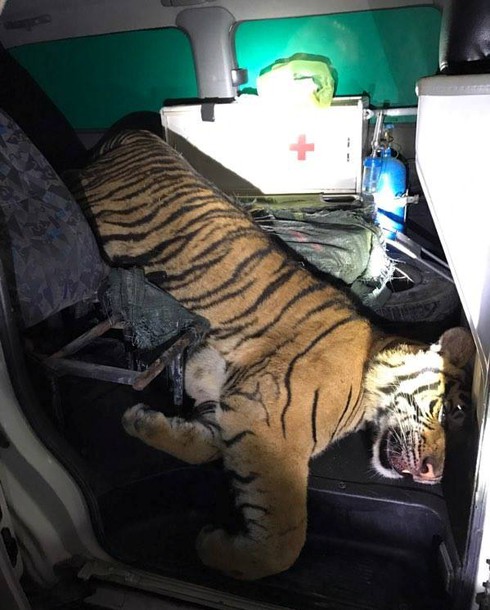 Dùng xe cứu thương chở hổ đông lạnh đi tiêu thụ vẫn bị bắt - ảnh 1