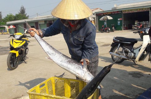 Hà Tĩnh: Lần đầu tiên tàu vỏ thép ra khơi trúng đậm cá thu - ảnh 2