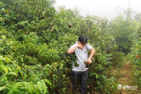 “Nghề”... tận diệt chim rừng - ảnh 1