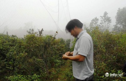“Nghề”... tận diệt chim rừng - ảnh 2
