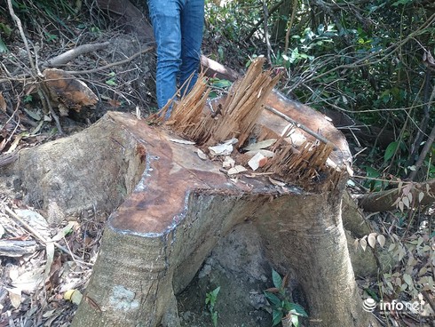 TT. Huế: Chỉ đạo làm rõ vụ rừng đặc dụng Khu bảo tồn Phong Điền “chảy máu