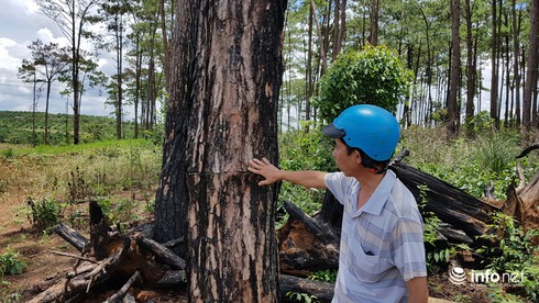 Đắk Nông: Sai phạm ở Dự án 162 ha rừng của Công ty gia đình cựu PGĐ CA tỉnh - ảnh 4