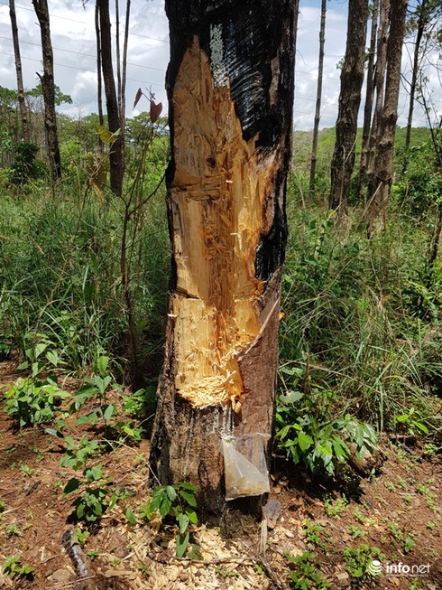 Đắk Nông: Sai phạm ở Dự án 162 ha rừng của Công ty gia đình cựu PGĐ CA tỉnh - ảnh 3