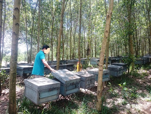 Huế: Đến nuôi ong, dân phải nộp phí “hỗ trợ cho xã” - ảnh 2
