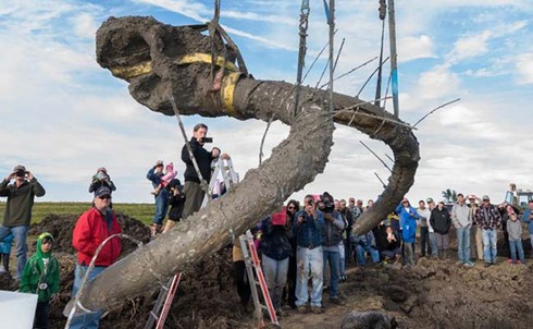 Nông dân đào đất phát hiện bộ xương voi ma mút khổng lồ - ảnh 1