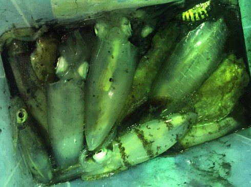 9 lý do Phú Quốc là điểm đến hấp dẫn của Đông Nam Á - ảnh 7