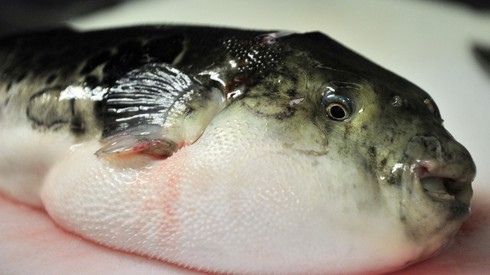 Ăn súp cá nóc, người đàn ông rửa ruột 8 lần - ảnh 1