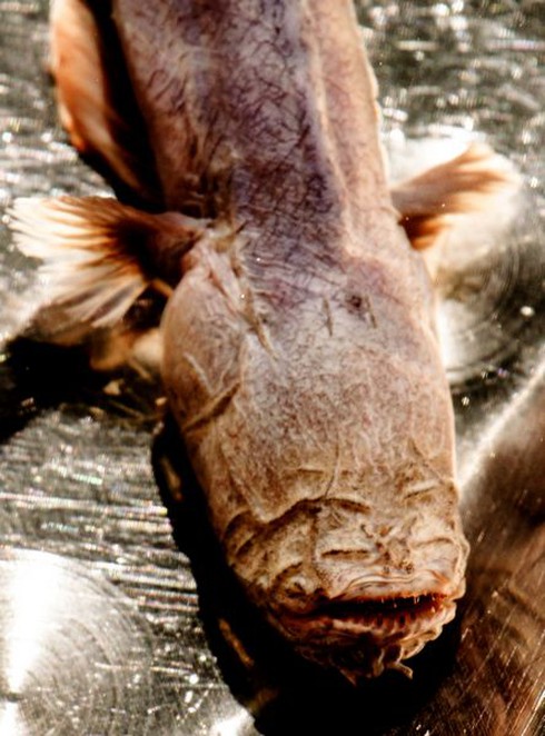 Con cá kỳ dị trong lòng đất