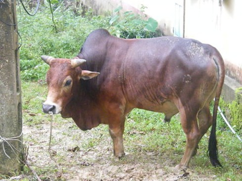 Trộm bò còn mang... bán dạo - ảnh 1