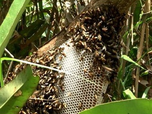 Nhân viên điện lực bị ong đốt chết khi đang làm việc - ảnh 1