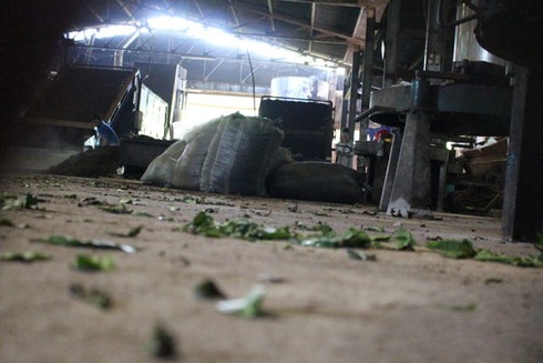 Lâm Đồng: Kinh hoàng trà