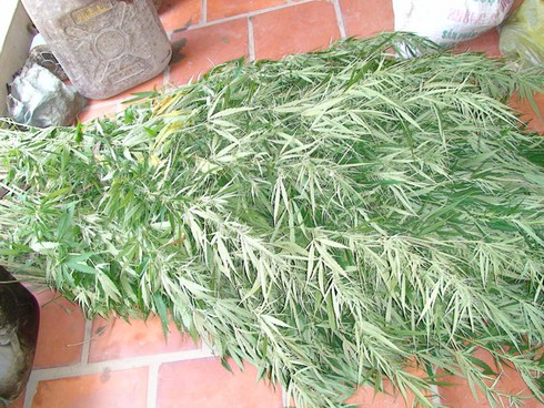 Bắt giữ 3 đối tượng mua bán cần sa tươi - ảnh 1