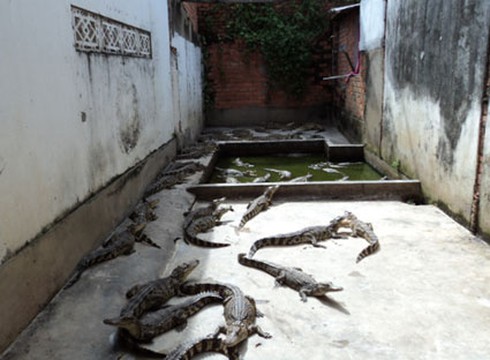 Bất an về trại nuôi cá sấu trong khu dân cư - ảnh 1