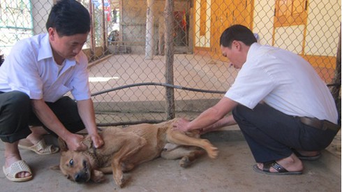 Hà Nội: Đàn