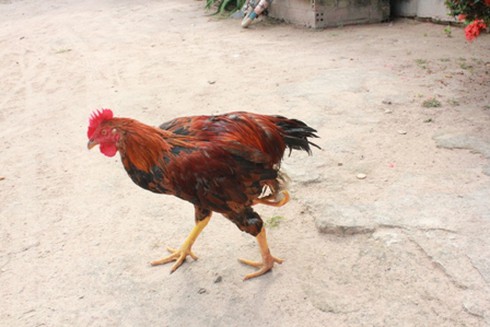 Kỳ lạ gà 4 chân - ảnh 1