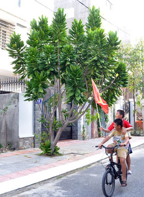 Sau gần 3 năm trồng, cây bàng vuông của anh Mai Thanh Liêm (số nhà E9, đường Lê Thị Riêng, TP. Vũng Tàu) cao khoảng 4m và đã nở hoa vào ngày 15-8 vừa qua. Ảnh: NGUYÊN CHƯƠNG