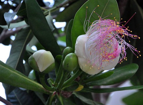 Sau gần 3 năm, cây bàng vuông do anh Mai Thanh Liêm trồng trước cửa nhà đã nở hoa. Ảnh: NGỌC NGUYỄN