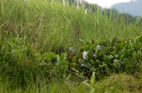 Truy tố 2 kẻ giết người tình đồng giới, chặt xác ném vào bụi cỏ phi tang - ảnh 1