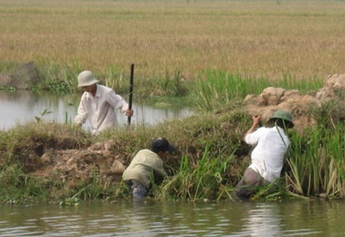 Mùa này, ai về ăn thịt chuột Tú Đôi… - ảnh 2