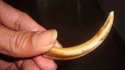 Thực hư răng nanh heo hóa thạch rao 1 tỷ đồng? - ảnh 1