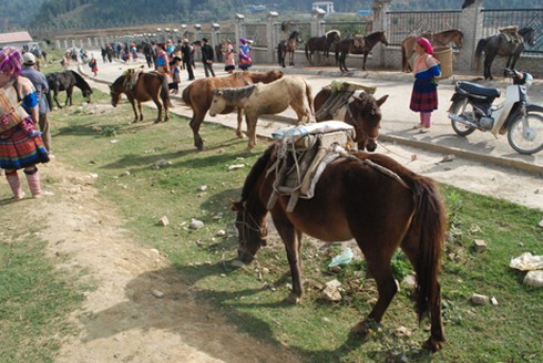 Năm Ngọ đi chợ ngựa Bắc Hà - ảnh 4