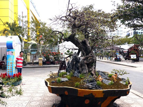 Ngắm cây me cổ thụ có giá gần 1,5 tỷ đồng - ảnh 1