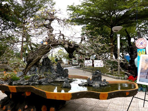 Ngắm cây me cổ thụ có giá gần 1,5 tỷ đồng - ảnh 2