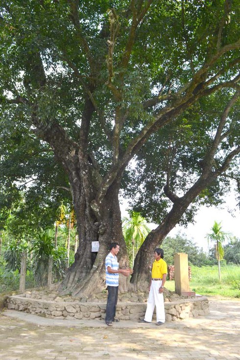 Điều kỳ bí quanh cây thị 220 tuổi của dòng họ Lê - ảnh 1